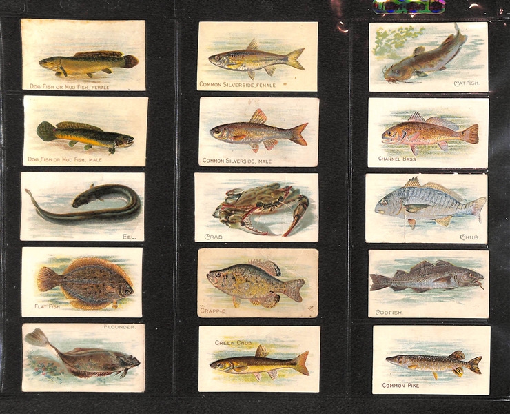 Lot Of 90 1910 T58 Fish Series - Almost Complete Set