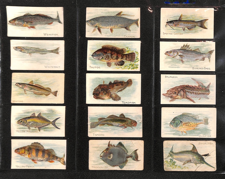 Lot Of 90 1910 T58 Fish Series - Almost Complete Set
