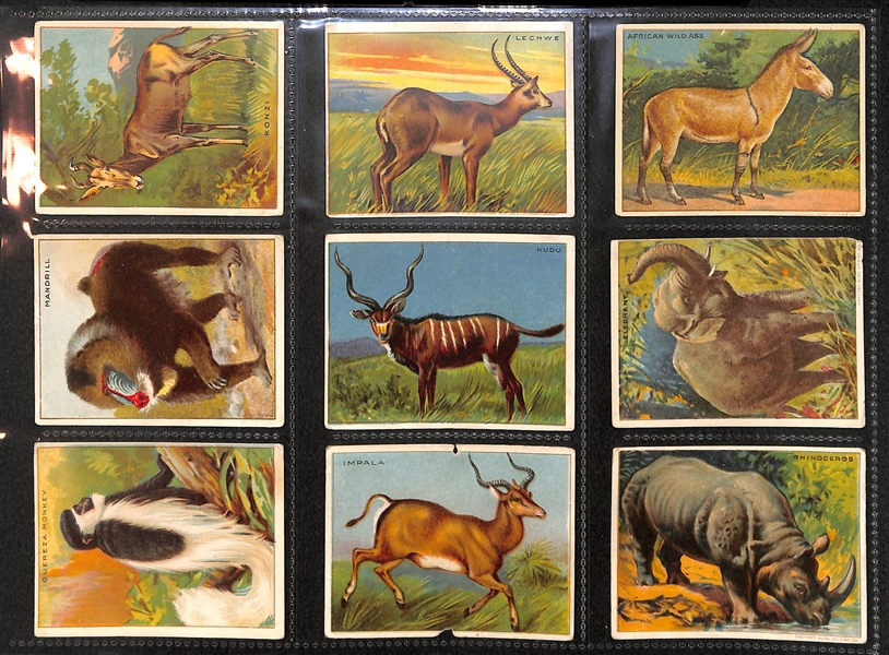Lot Of 145 1910 Tobacco Cards w. 5 Hassan Cowboys