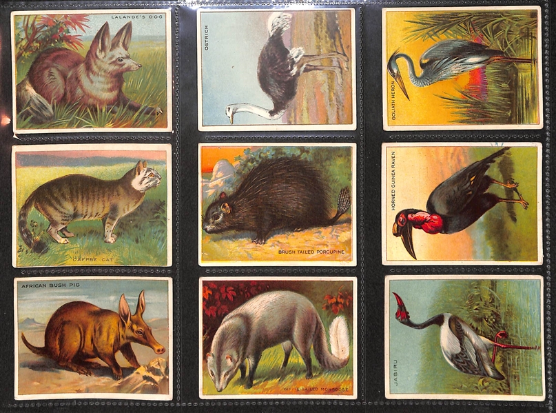 Lot Of 145 1910 Tobacco Cards w. 5 Hassan Cowboys