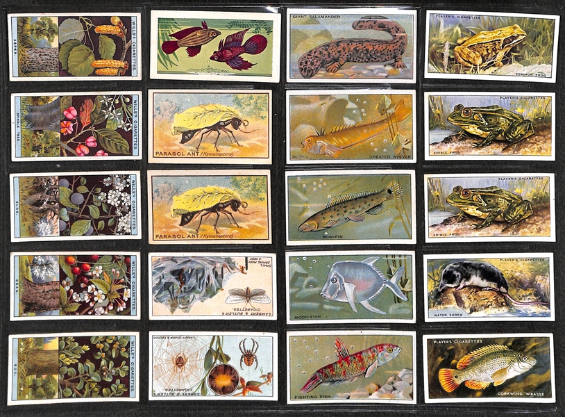 Lot of 236 1910s-1940s Cigarette Cards of Sports, Comical, & Animals w.  Golfer Edward Ray