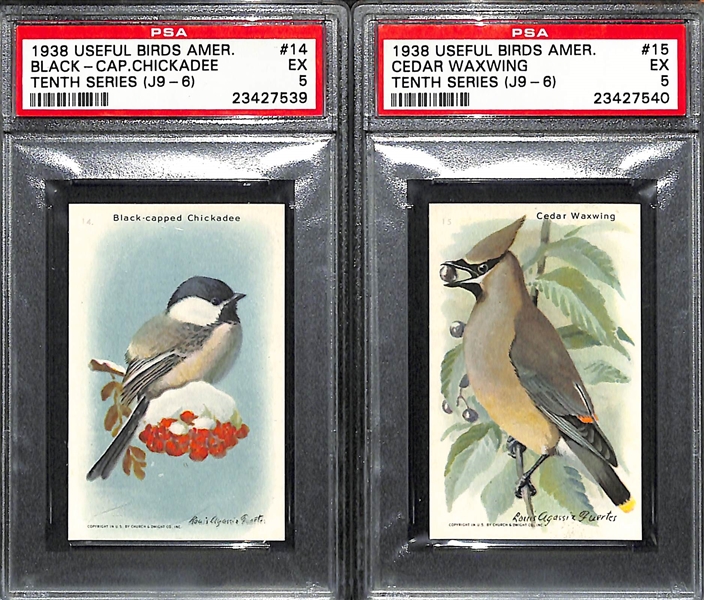 Lot of 9 1938 Useful Birds Of America PSA Graded Cards