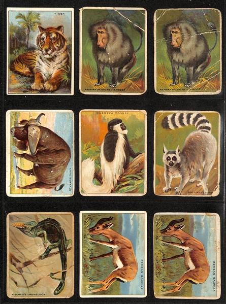 Lot of (100+) Assorted 1909-11 T29 Hassan Animals Cards w. Tiger