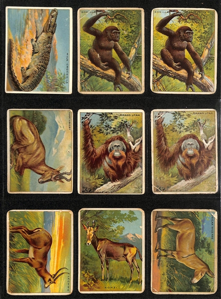 Lot of (100+) Assorted 1909-11 T29 Hassan Animals Cards w. Tiger