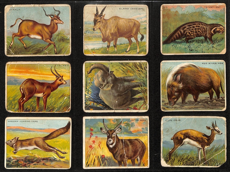 Lot of (100+) Assorted 1909-11 T29 Hassan Animals Cards w. Tiger