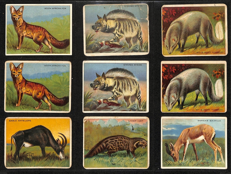 Lot of (100+) Assorted 1909-11 T29 Hassan Animals Cards w. Tiger