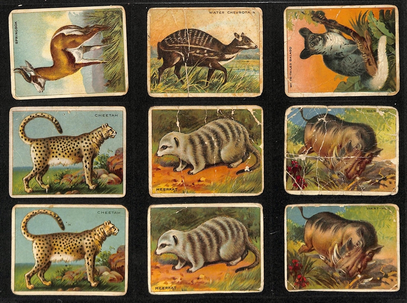 Lot of (100+) Assorted 1909-11 T29 Hassan Animals Cards w. Tiger