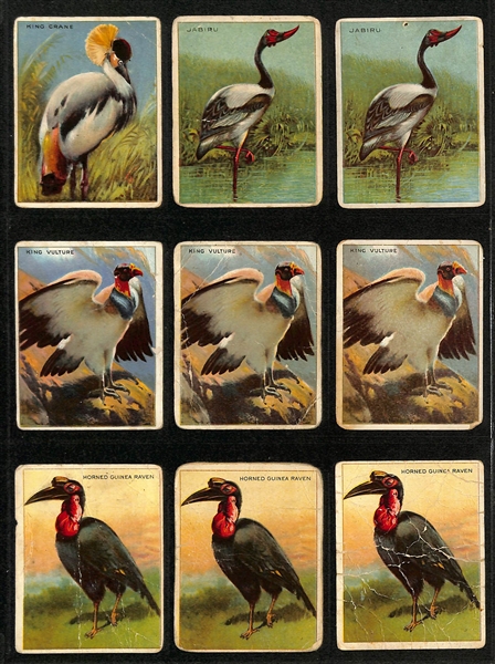 Lot of (100+) Assorted 1909-11 T29 Hassan Animals Cards w. Tiger
